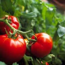 Better Boy Tomato Vegetable Seeds for Planting - Heirloom and Non-GMO Garden Seeds